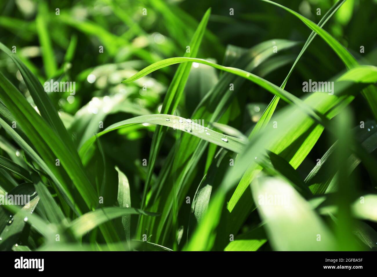 Green grass background, closeup Stock Photo - Alamy