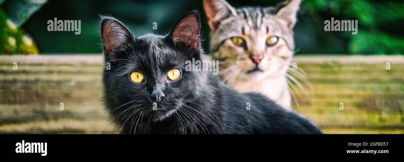 Black cat with yellow eyes banners . Two cute cats outside in garden looking. Panoramic crop. House pets animals. Stock Photo