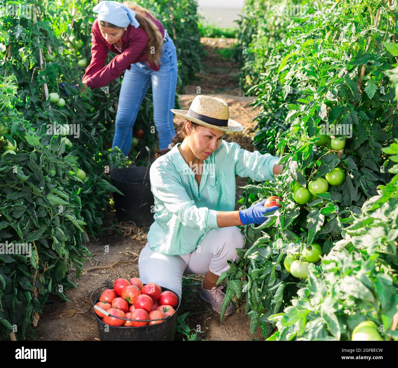 Focused Asian woman harvesting red tomatoes on farm field Stock Photo ...