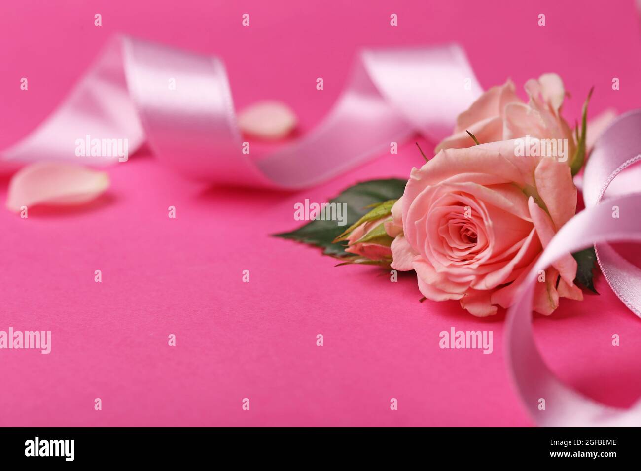 Fresh roses with ribbon on pink background Stock Photo - Alamy