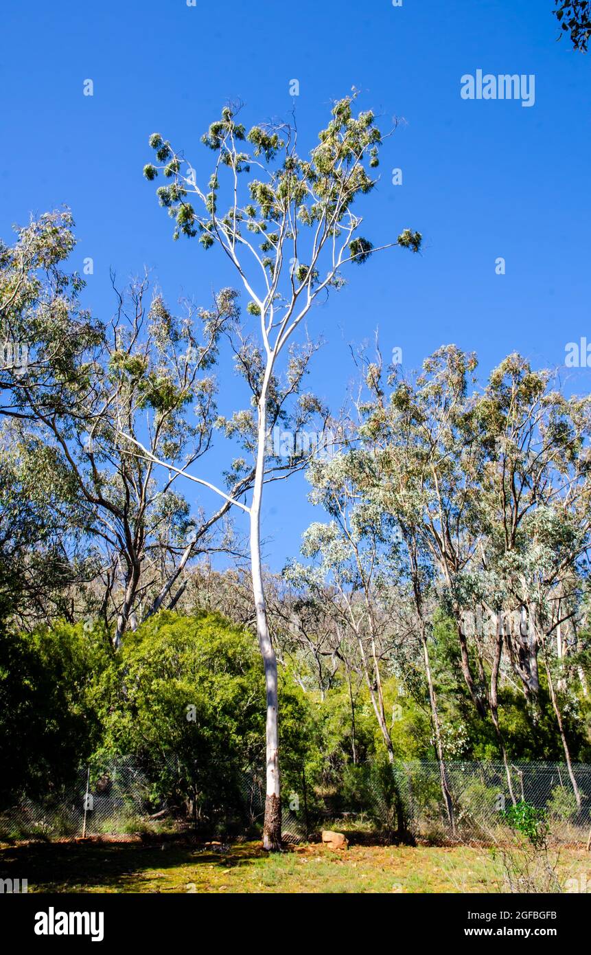 Tall slender smooth bark eucalptus tree in Marsupual wildlife park, Tamworth Australia. Stock Photo