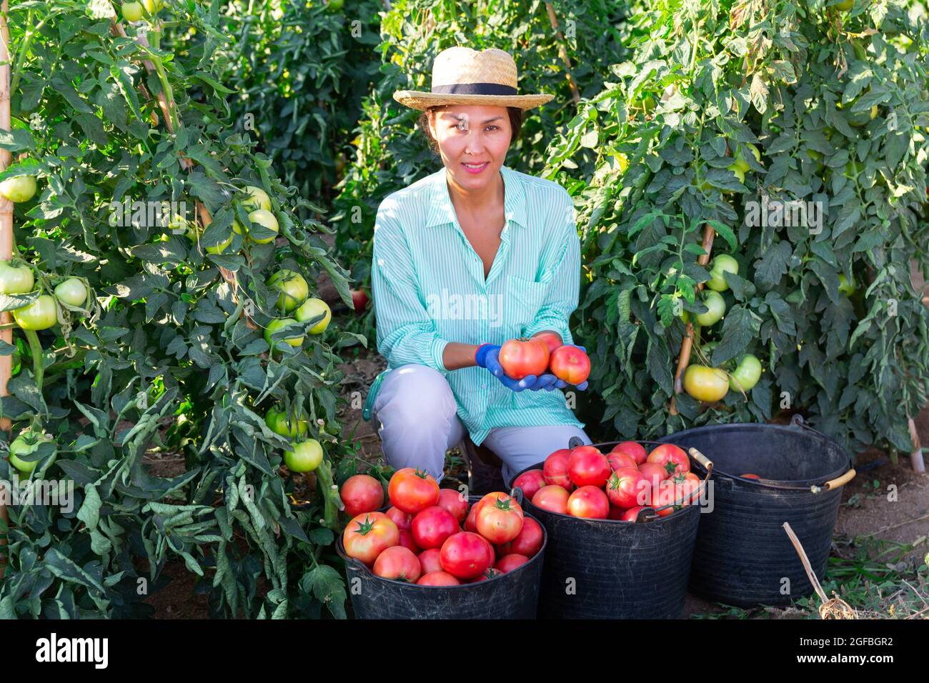Successful Asian woman farmer showing harvest of tomatoes on farm Stock ...
