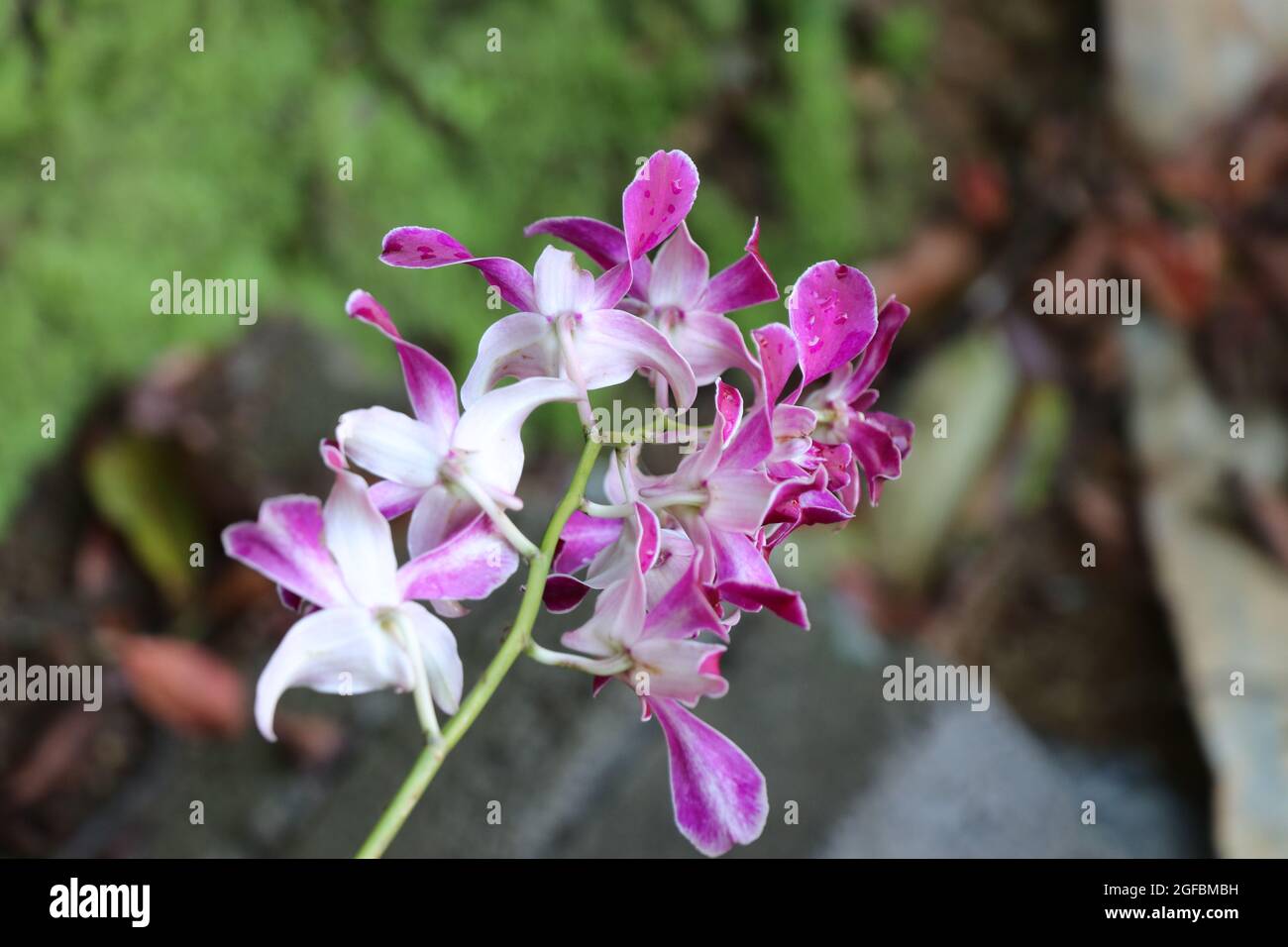 Beautiful orchid flowers blooming in the morning Stock Photo Alamy