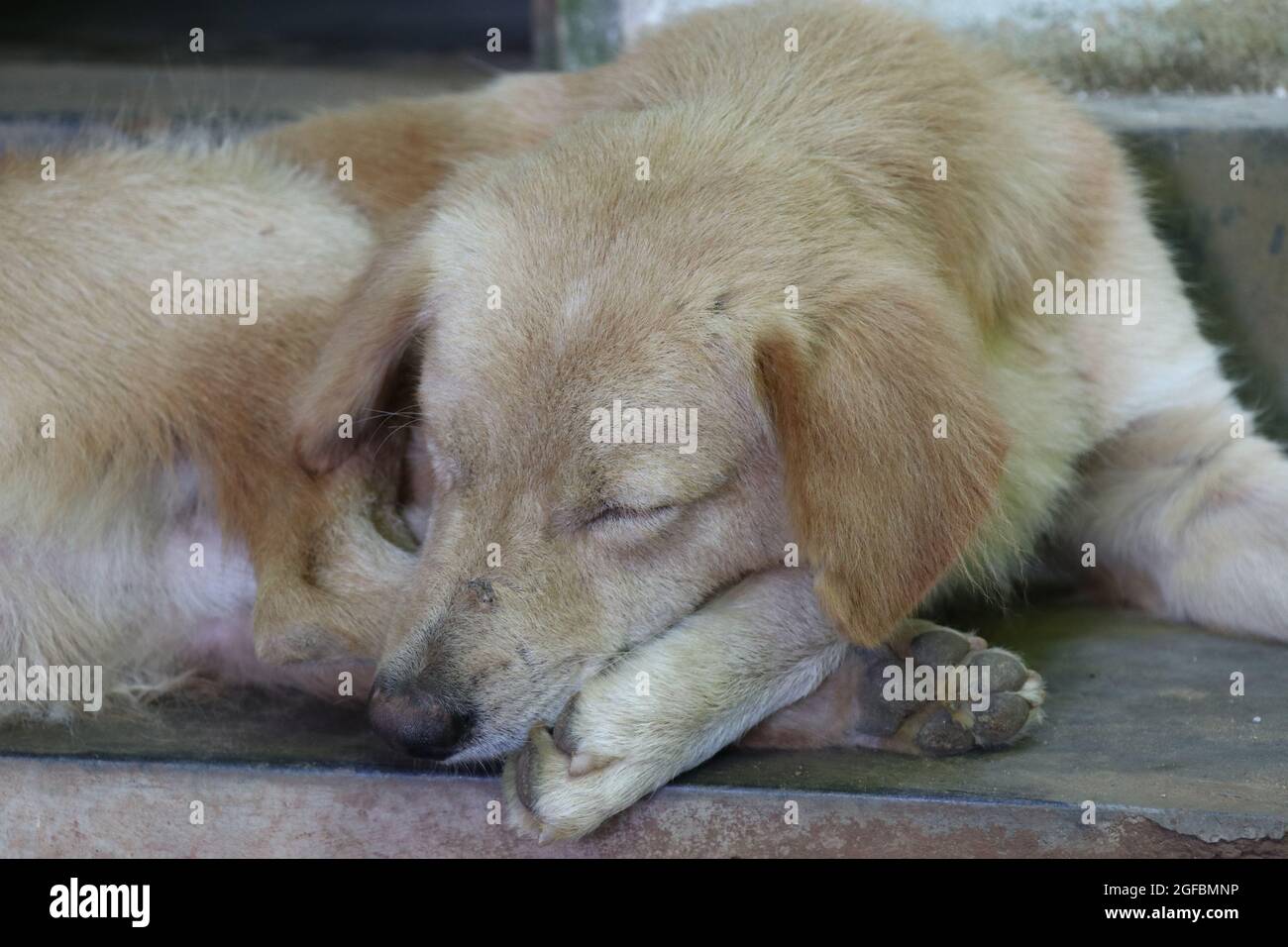 Cute little puppy sleeping on the floor Stock Photo - Alamy