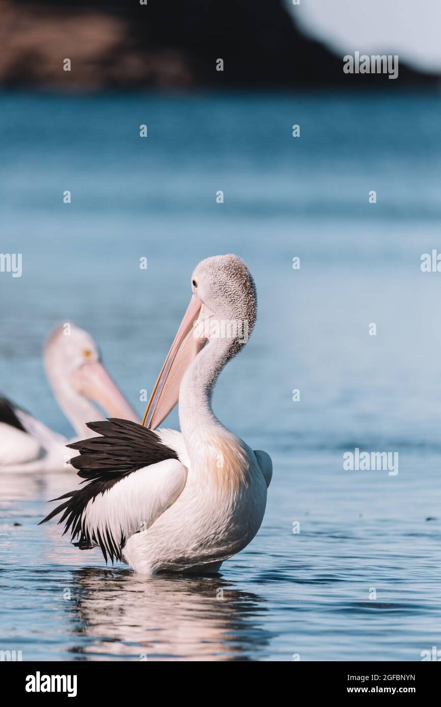 Australian Pelican in Ulladulla harbour foraging for food. Stock Photo