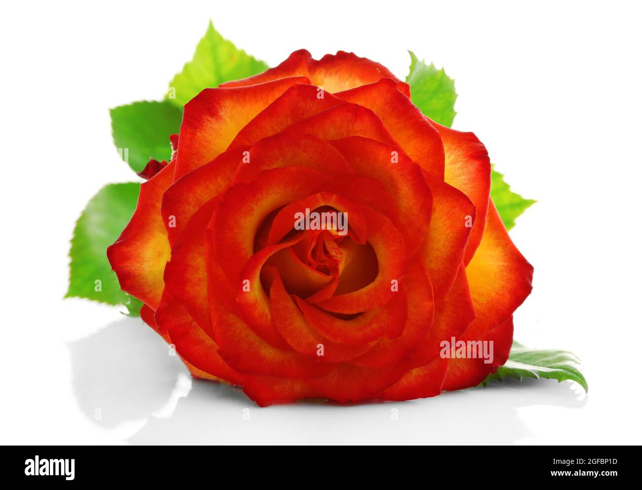 Orange rose on white background Stock Photo - Alamy