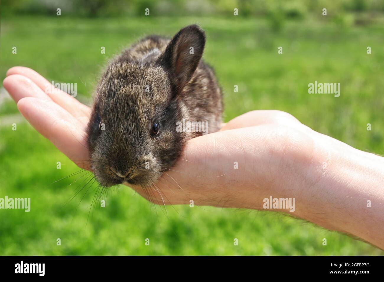 Baby rabbit in woman hand Stock Photo Alamy