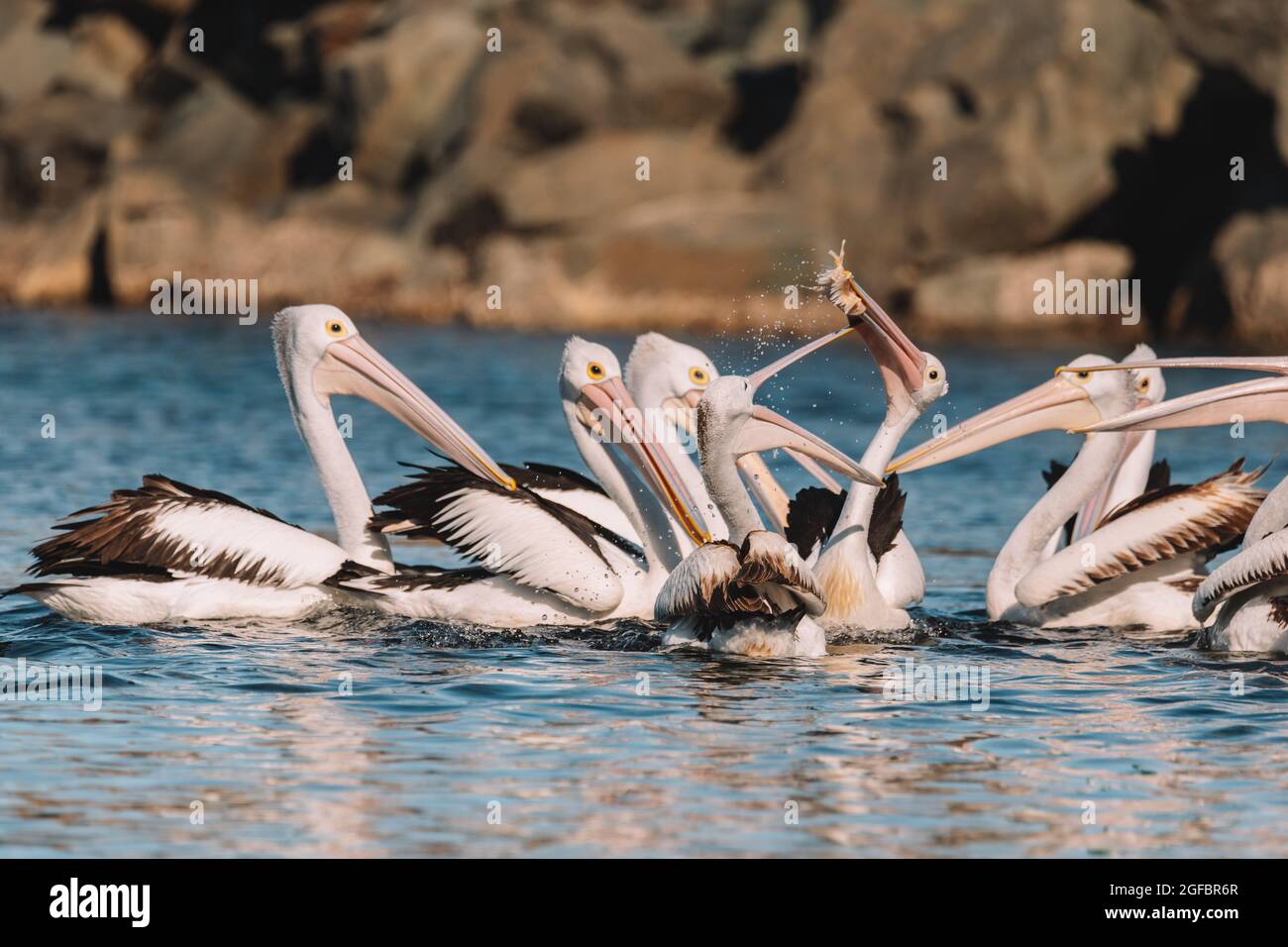 Australian Pelican in Ulladulla harbour foraging for food. Stock Photo