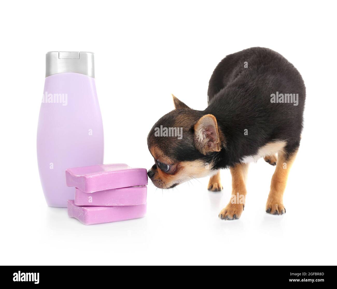 Chihuahua puppy, shampoo and soap isolated on white Stock Photo Alamy