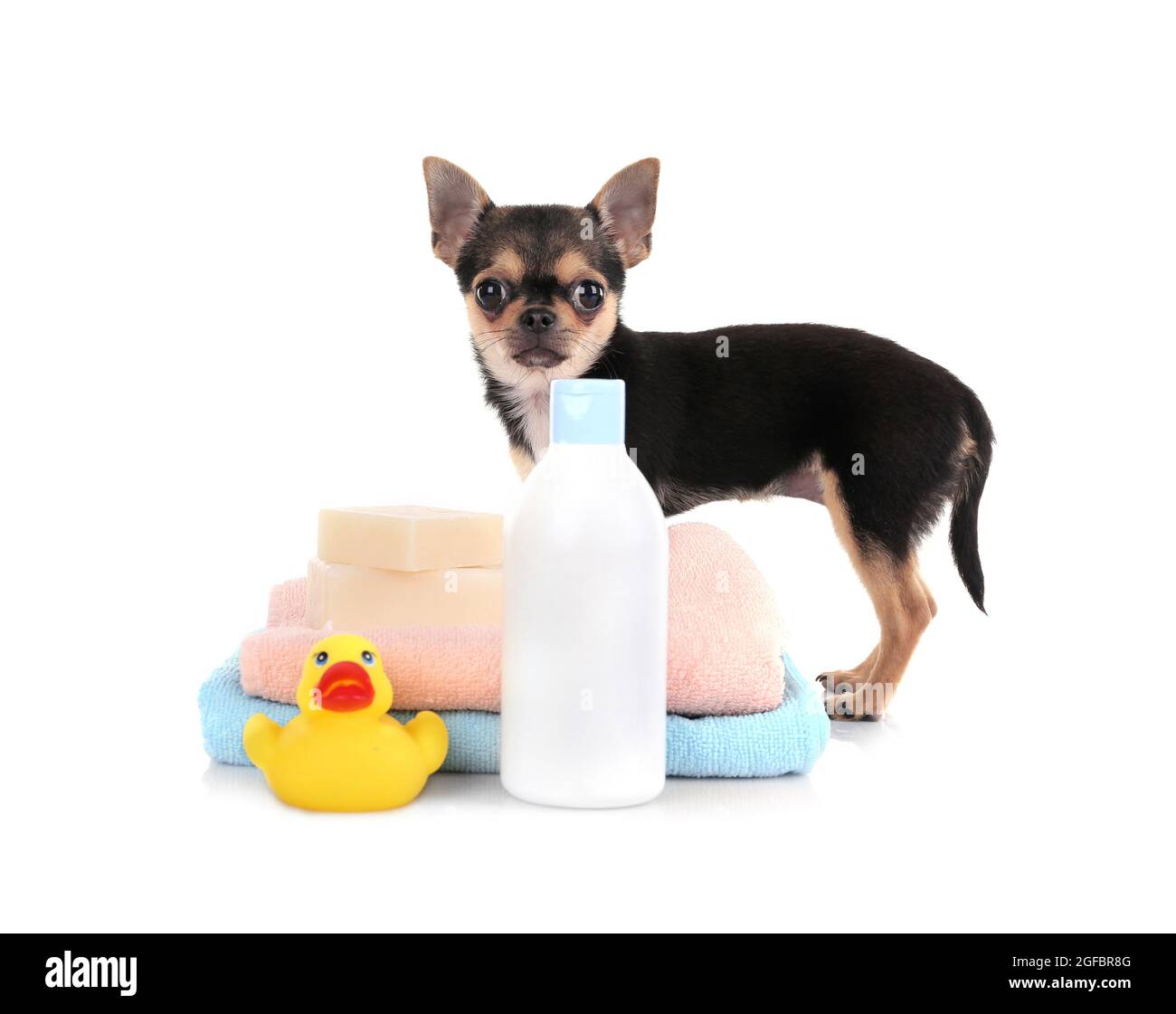 Chihuahua puppy, towels and shampoo bottle isolated on white Stock