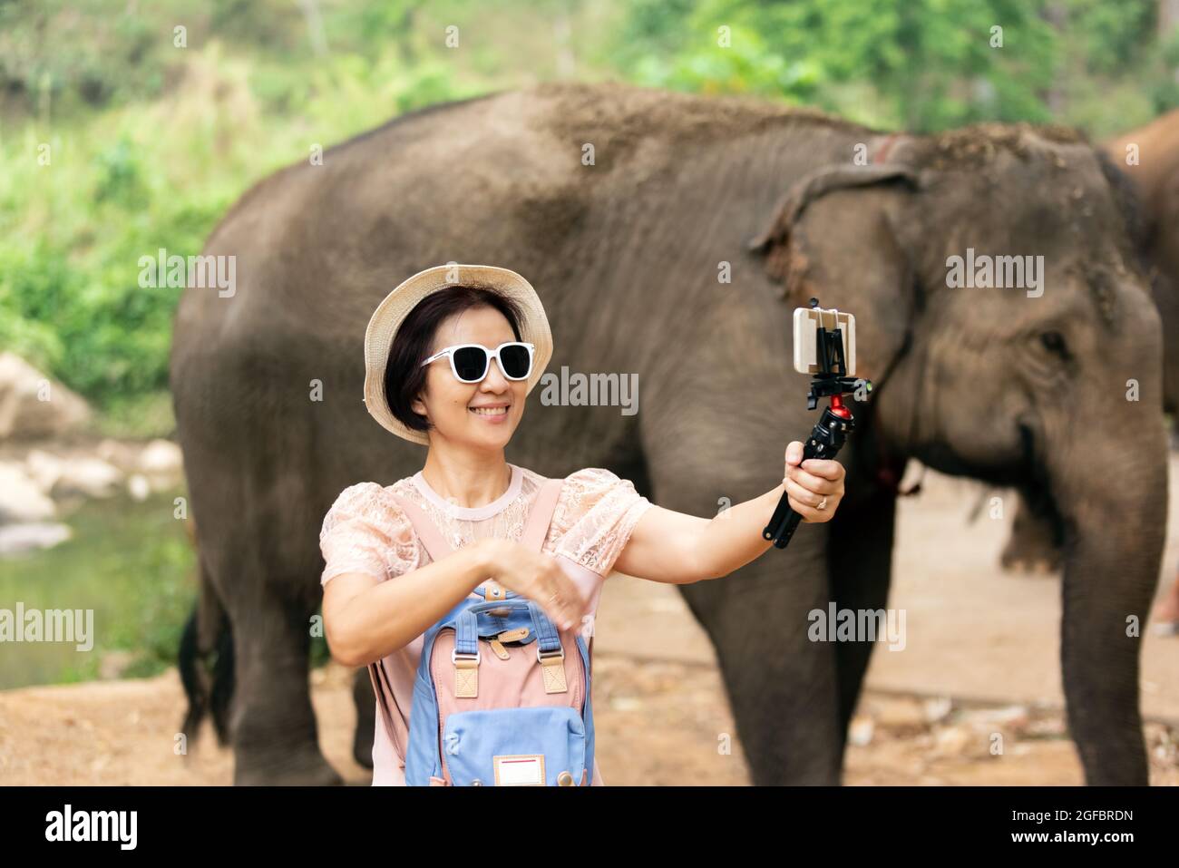 Asian middle aged woman tourist relaxing and take a photo with elephants in chiang Mai ,Thailand. Stock Photo