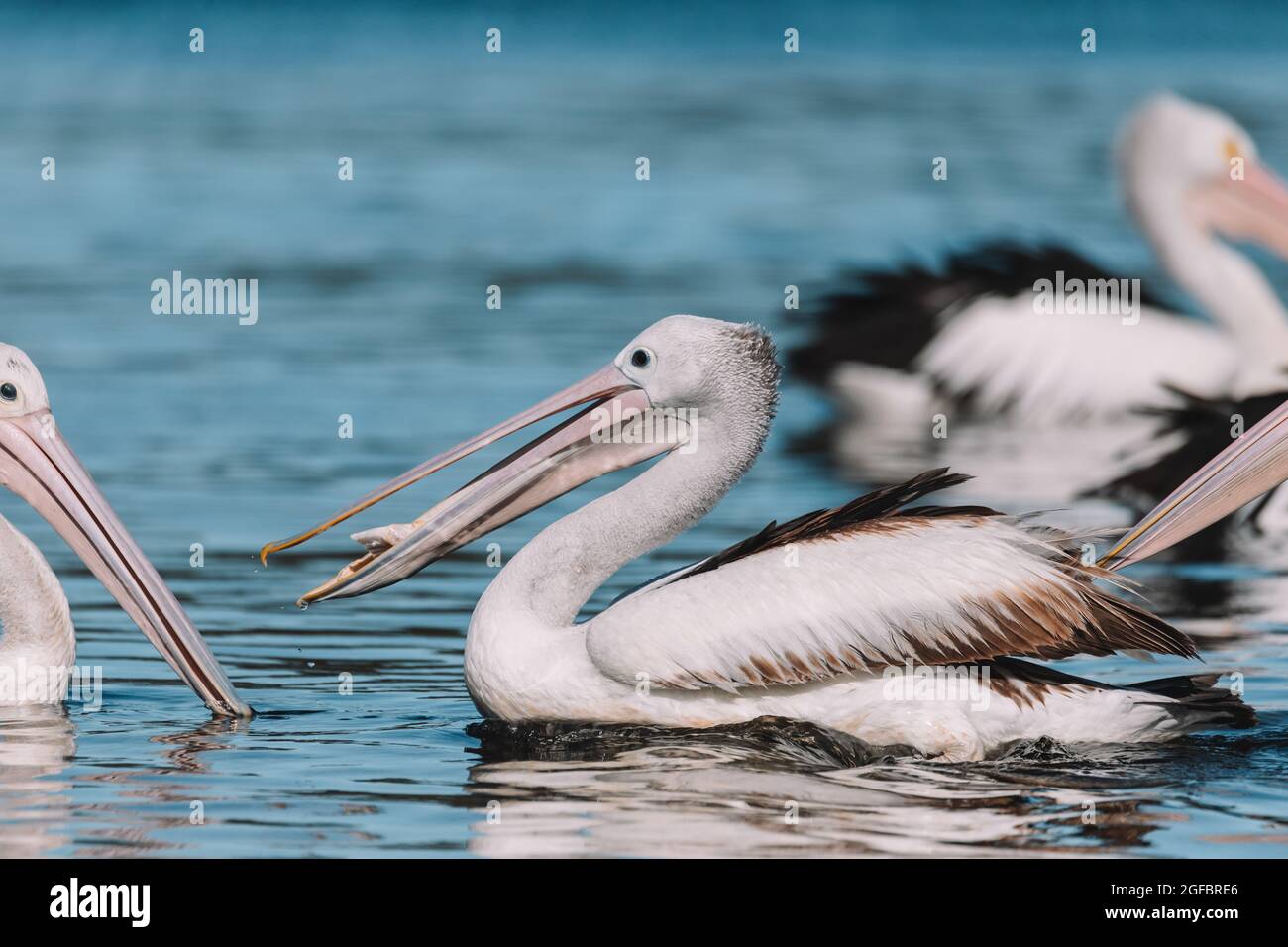 Australian Pelican in Ulladulla harbour foraging for food. Stock Photo