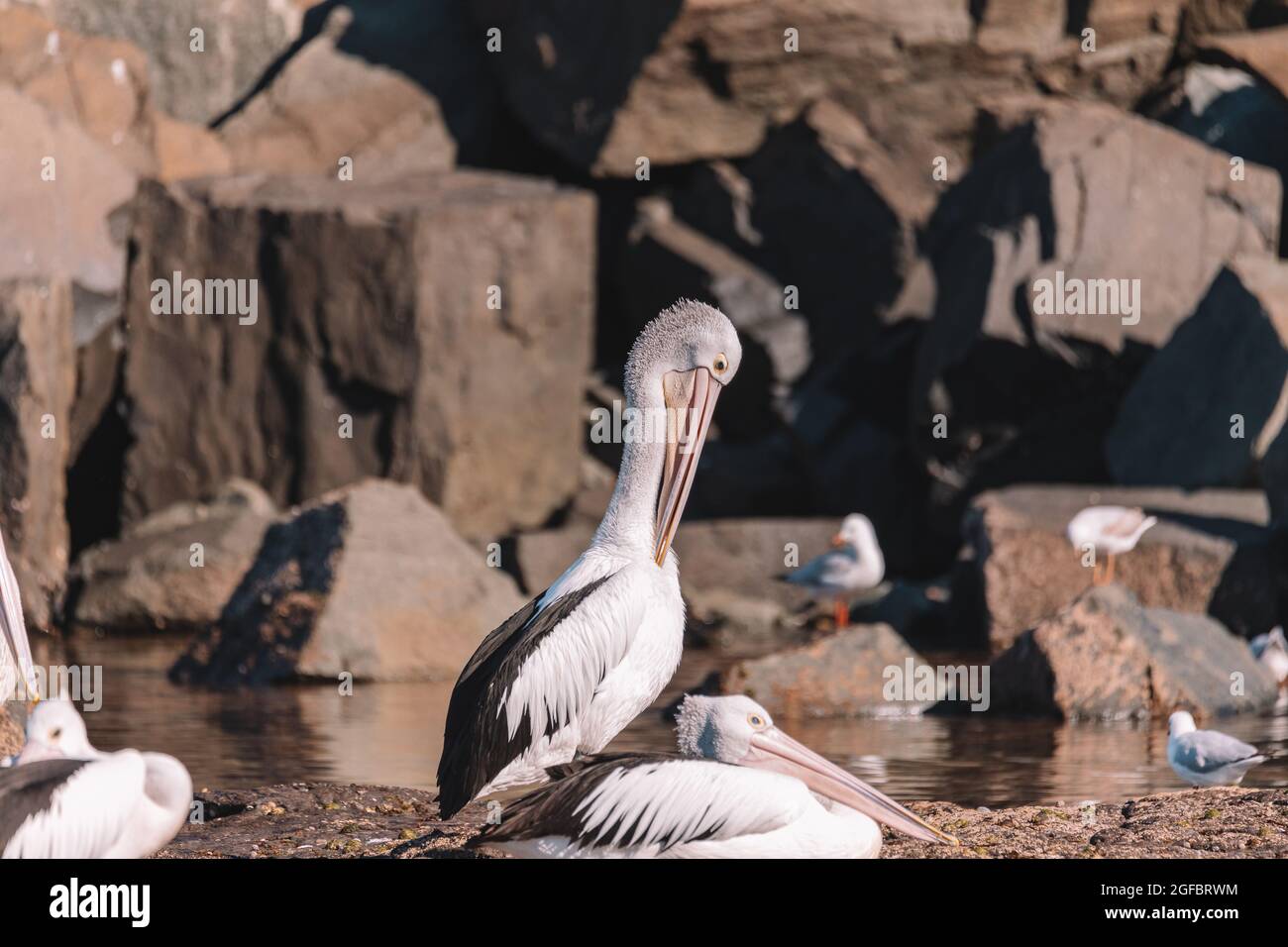 Australian Pelican in Ulladulla harbour foraging for food. Stock Photo