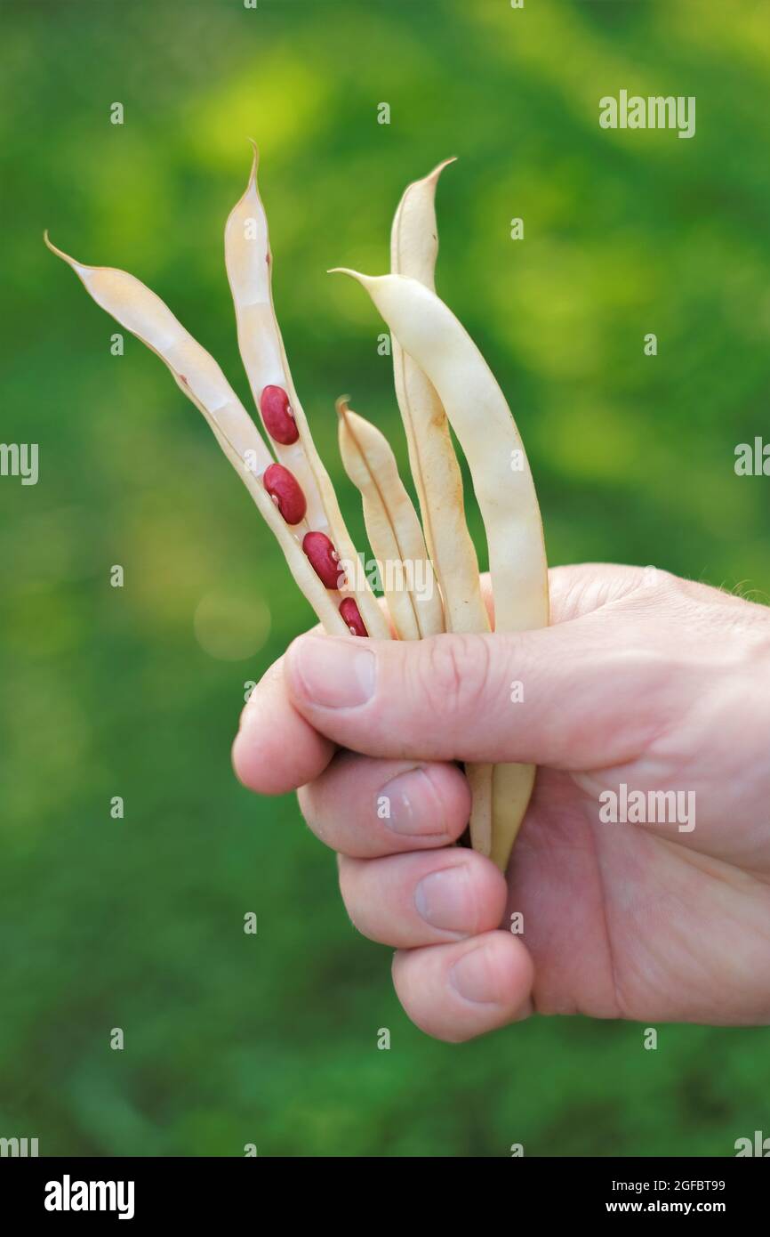 Beans pods in a man's hand on a garden background. Bean harvest.Red Beans . Fresh organic farm beans. Growing beans Stock Photo