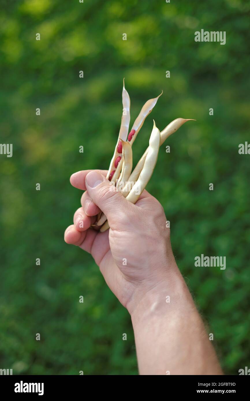 Beans pods in a man's hand . Bean harvest.Red Beans . Fresh organic farm beans. Growing beans Stock Photo