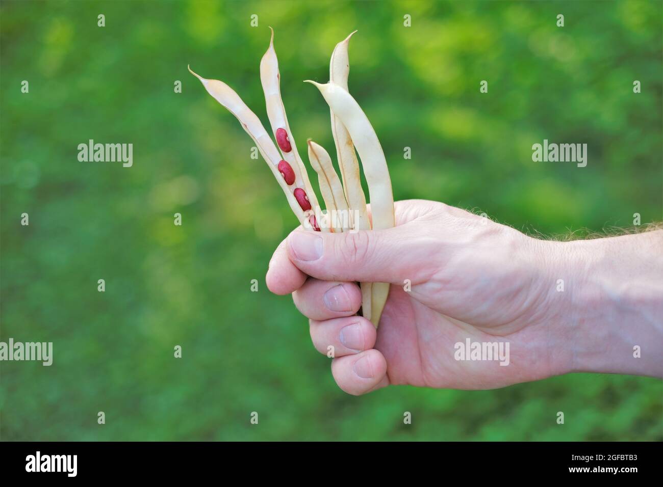 Beans pods in a man's hand on a blurred garden background. Bean harvest.Red Beans . Fresh organic farm beans. Growing beans Stock Photo