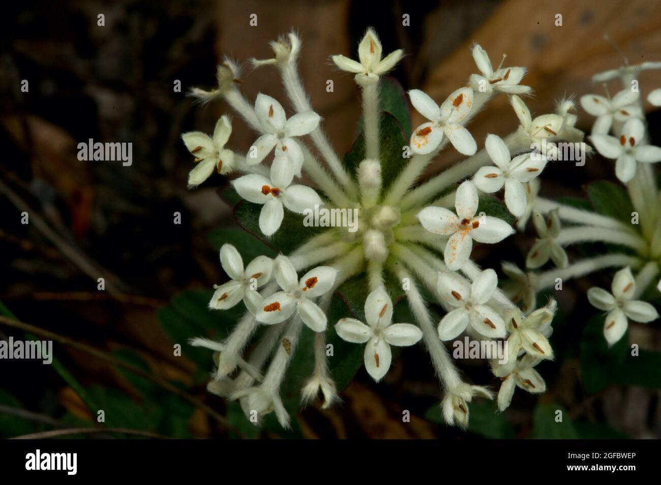 These pretty white flowers are called Candles (Stackhousia Monogyna), because they flower in a long upright spike - which is quite hard to photograph! Stock Photo