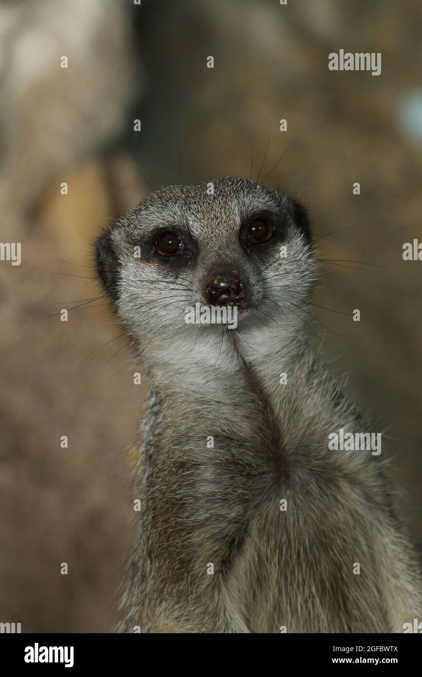 This is a classic Meerkat (Suricata Suricatta) pose - standing to attention on lookout duty. Those bright eyes are very watchful! Stock Photo