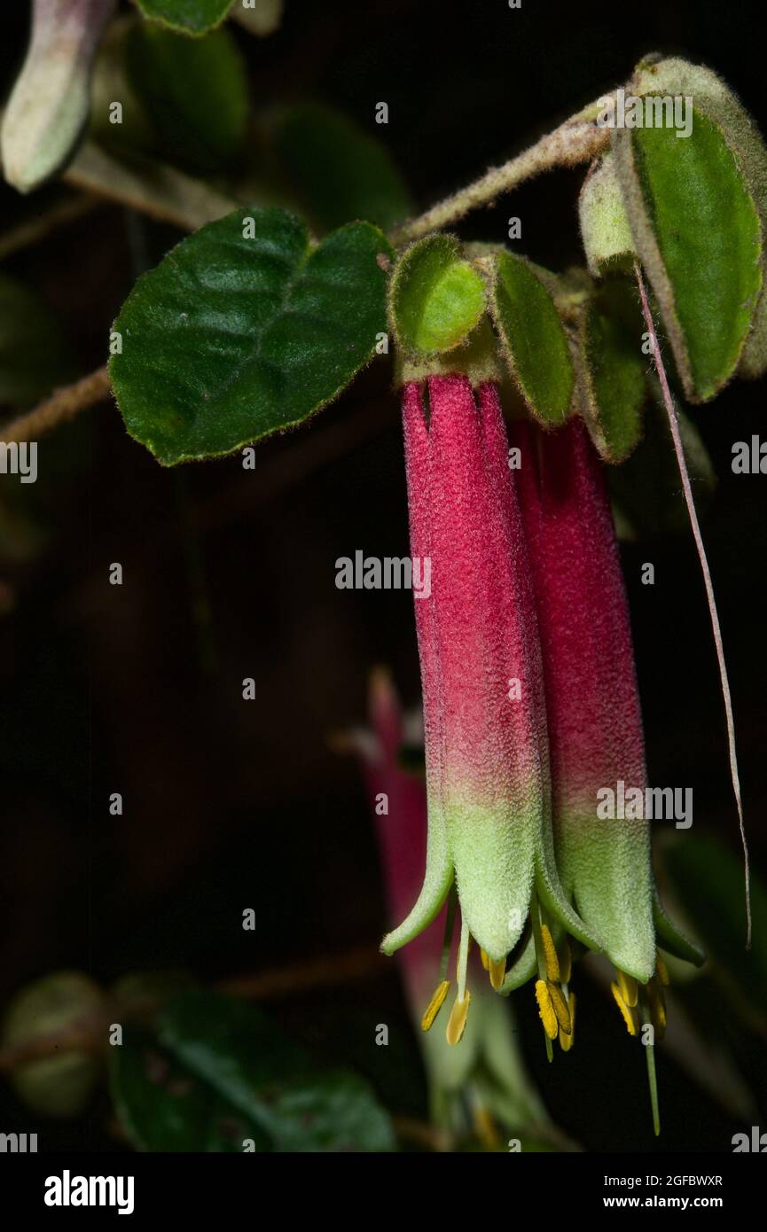 Not many wildflowers bloom in Winter, so these native Fuschia (Correa Reflexa) are always a welcome sight, and thankfully very common. Stock Photo