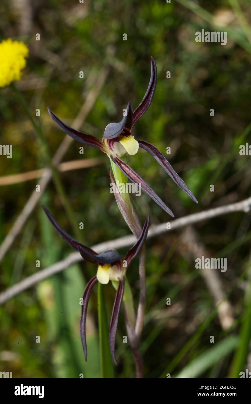 Brown Beaks Orchids (Lyperanthus Suaveolens) are a common orchid in the woodlands of Southern Australia. They are easily confused with Spider Orchids. Stock Photo