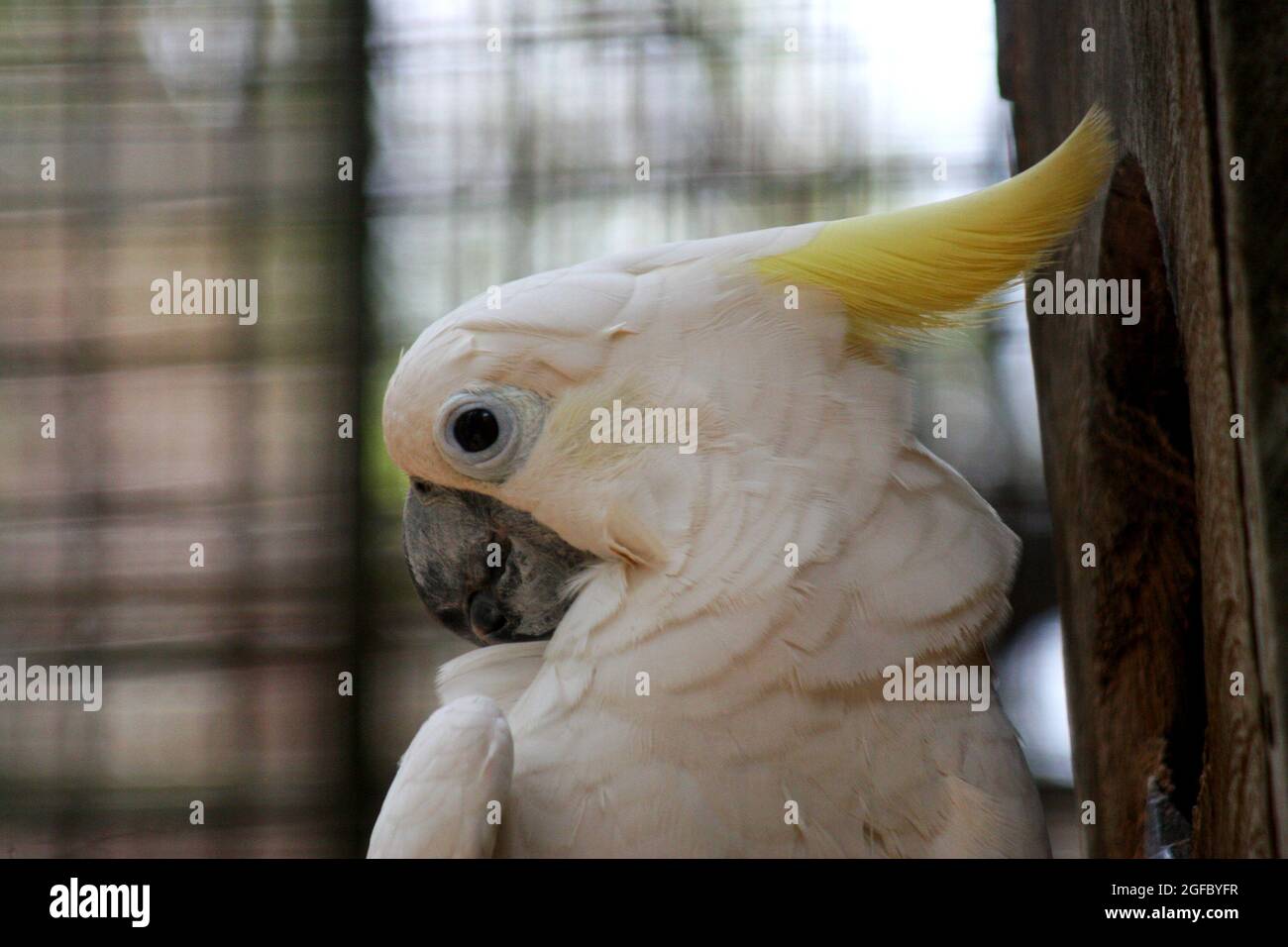 The yellow-crested cockatoo also known as the lesser sulphur-crested cockatoo, Stock Photo