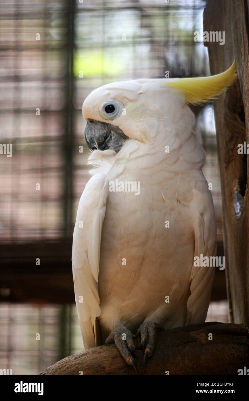 The yellow-crested cockatoo also known as the lesser sulphur-crested cockatoo, Stock Photo