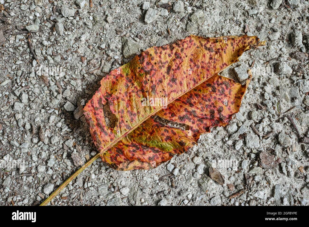 leaf on the ground Stock Photo