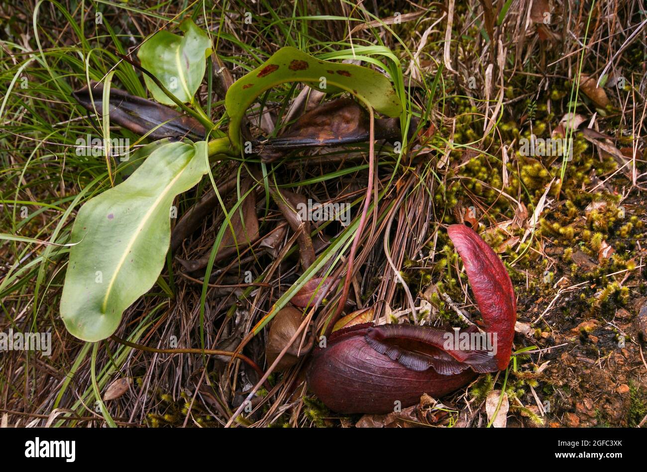 Carnivorous pitcher plant (Nepenthes rajah), Sabah, Borneo Stock Photo