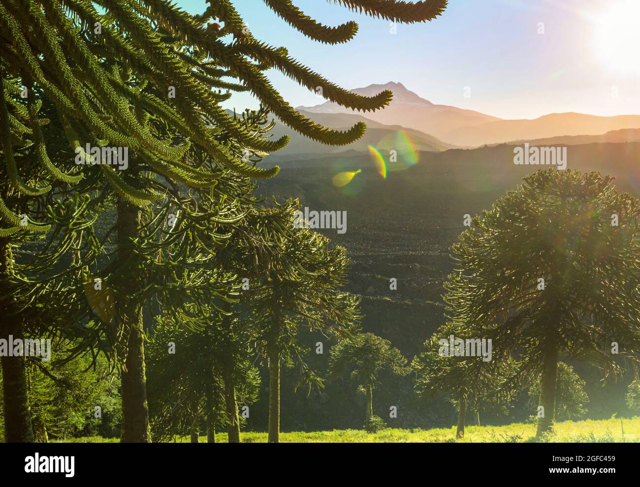 Unusual Araucaria (Araucaria araucana) trees in Andes mountains, Chile ...