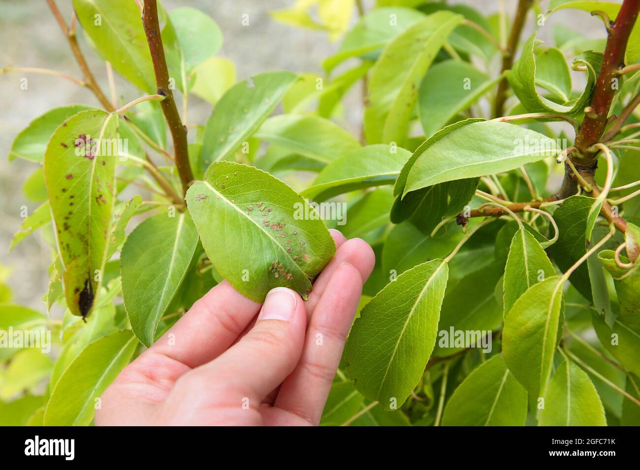 Pear leaves are affected by gall mite. Concept of diseases and pests on tree. Stock Photo