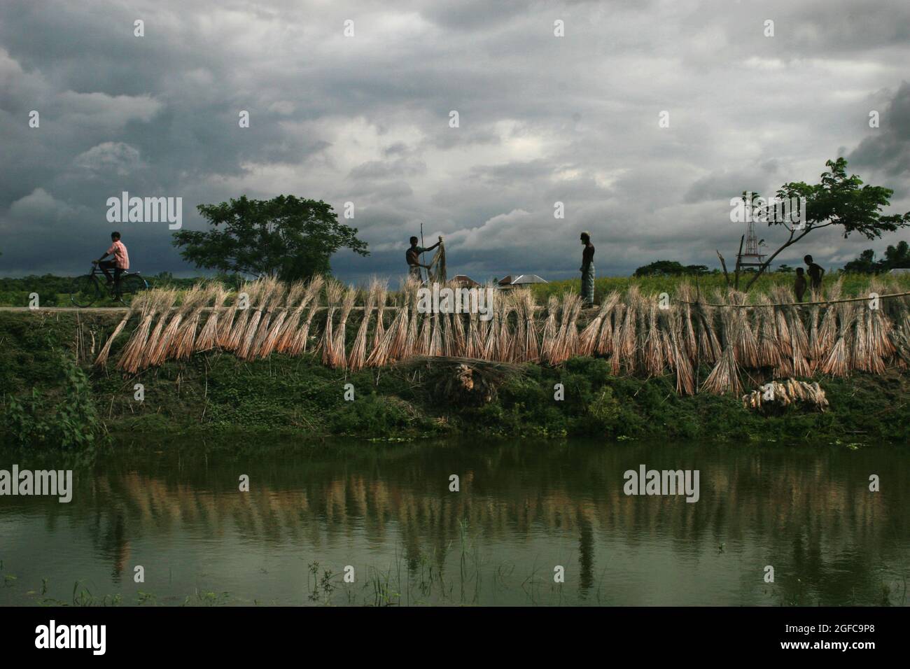 Eighty percent of the world's high quality jute grows in Bangladesh