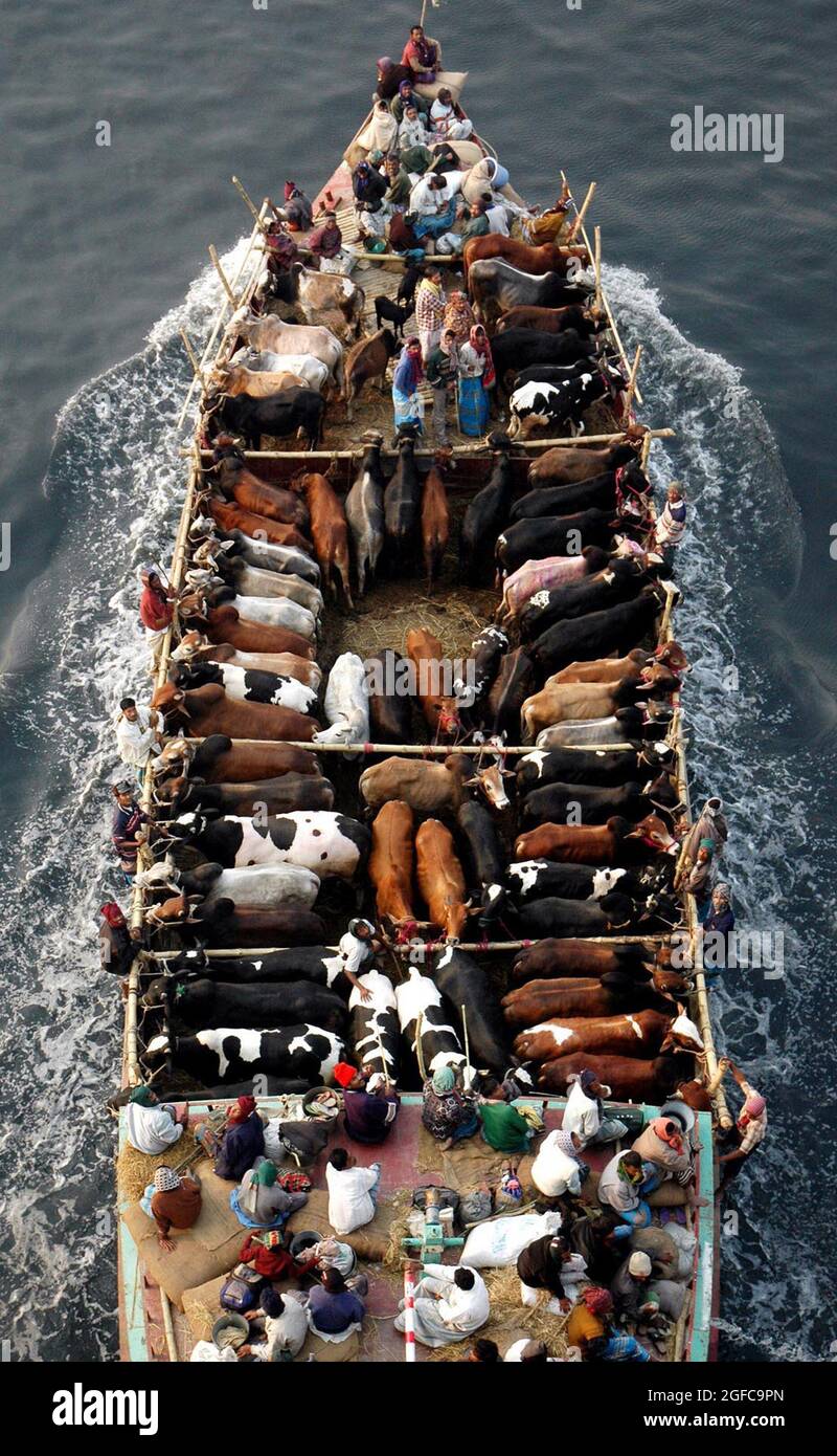 Transporting cows in a boat. Bangladesh Stock Photo - Alamy