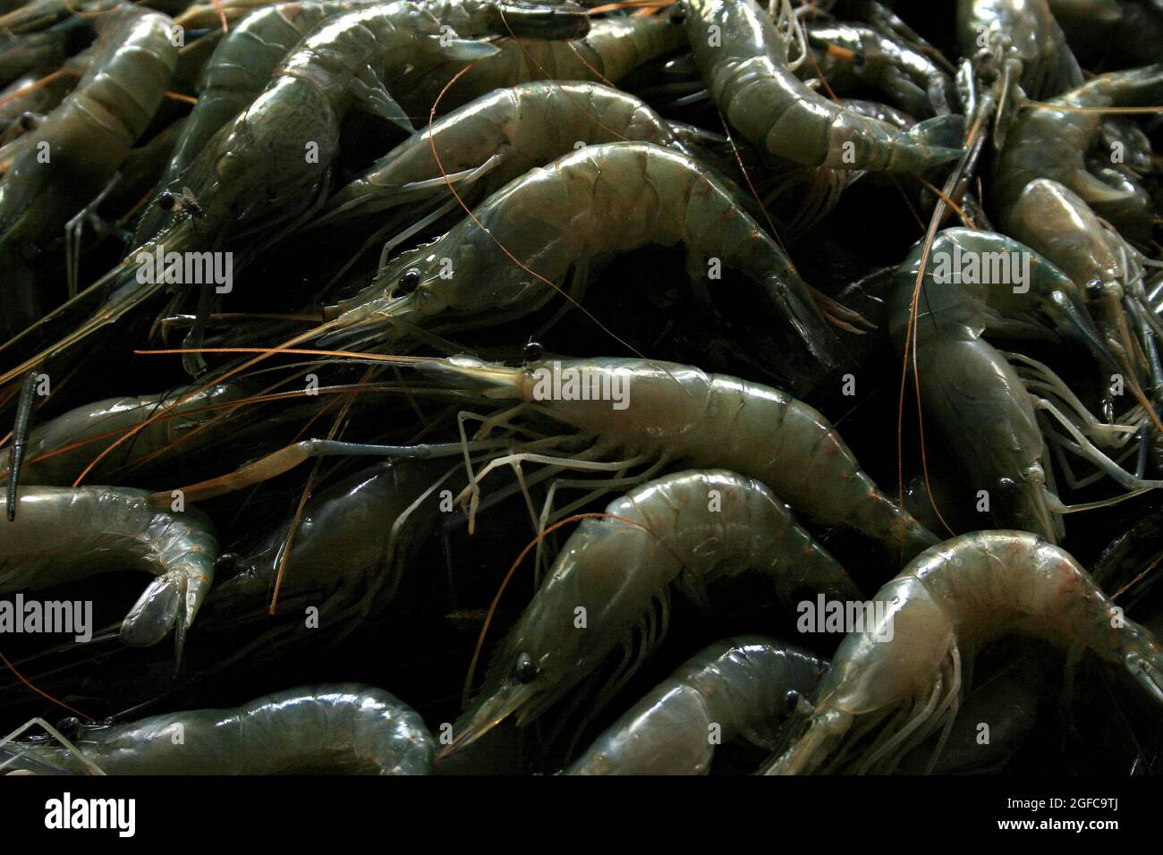 A dry prawns at prawn farm. Bangladesh Stock Photo Alamy