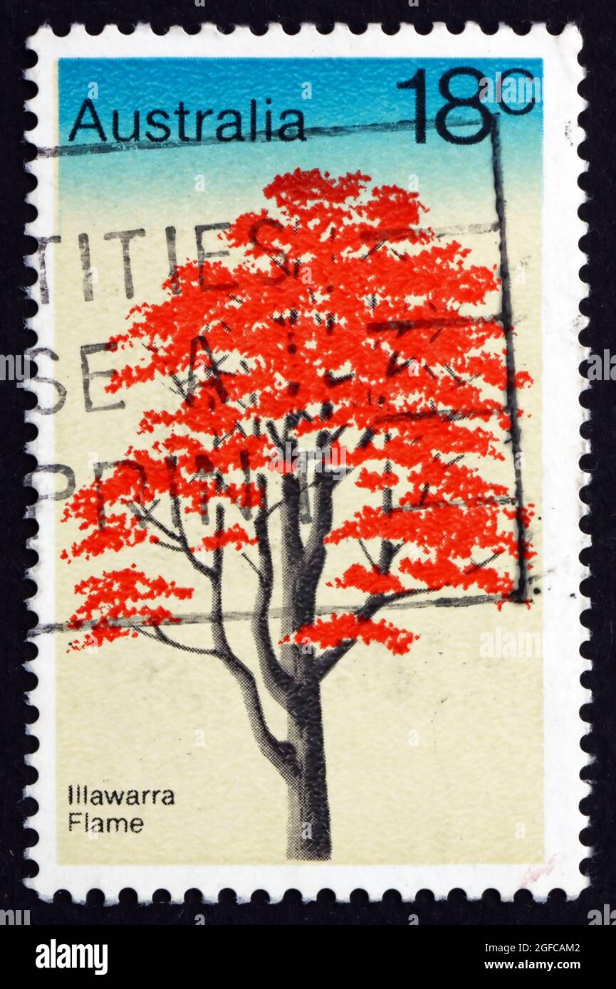 AUSTRALIA - CIRCA 1978: a stamp printed in the Australia shows Illawarra Flame Tree, Brachychiton Acerifolius, circa 1978 Stock Photo