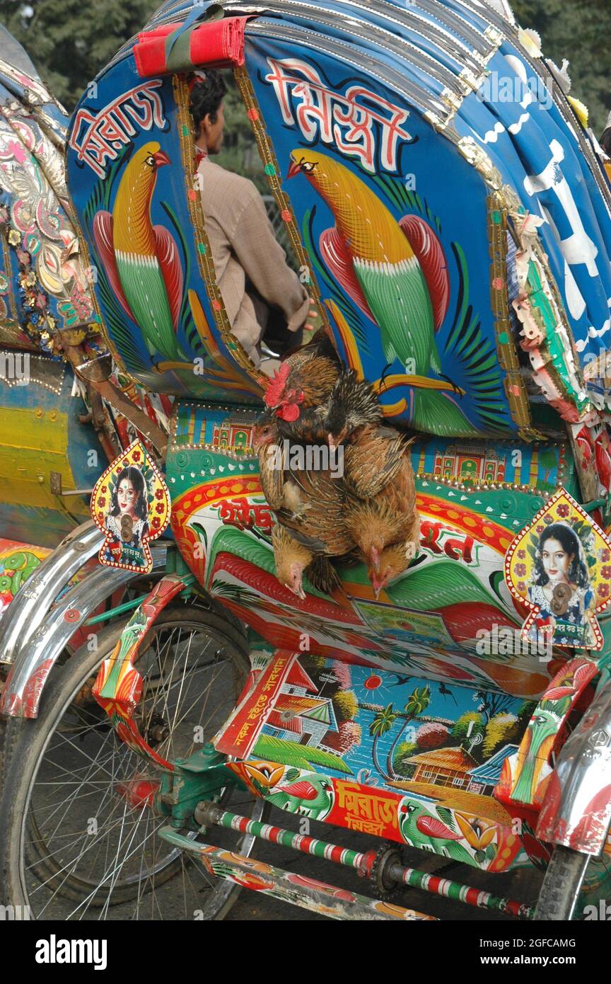 Rickshaws are a common means of transport in Bangladesh. However, in a metropolitan city like Dhaka they are not used by humans only. Here chickens are also allowed to take rides on a rickshaw when they are being conveyed from the seller's basket to the customers' kitchens. Dhaka, Bangladesh, January 18 2007.... Stock Photo