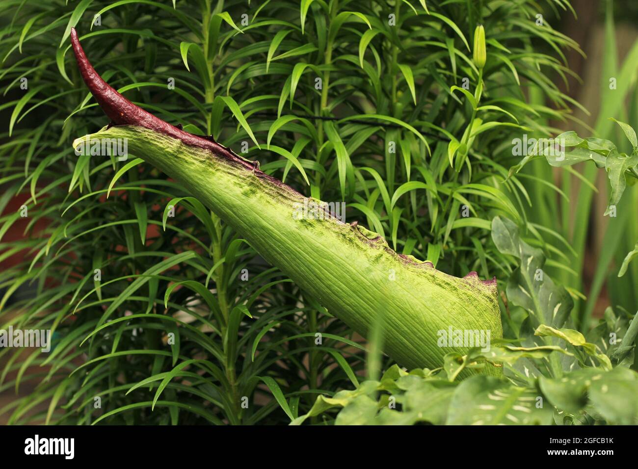 Dragon Ranunculus Dragon Arum - Dracunculus vulgaris or Dragon Lily Stock Photo - Alamy