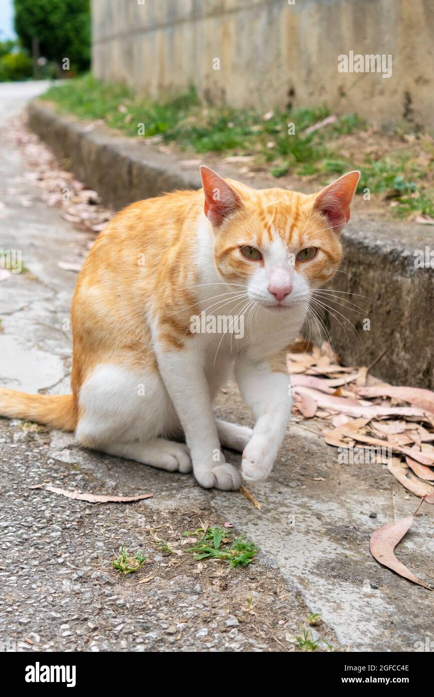 Stray cat on the sidewalk close up Stock Photo