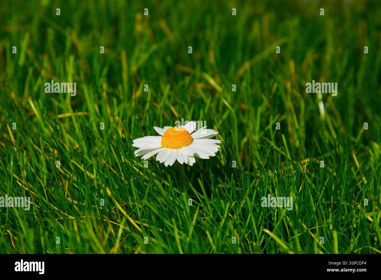 A flower with white petals in the sun on a background of green grass. The concept of beauty against the background of an ordinary green lawn. Stock Photo