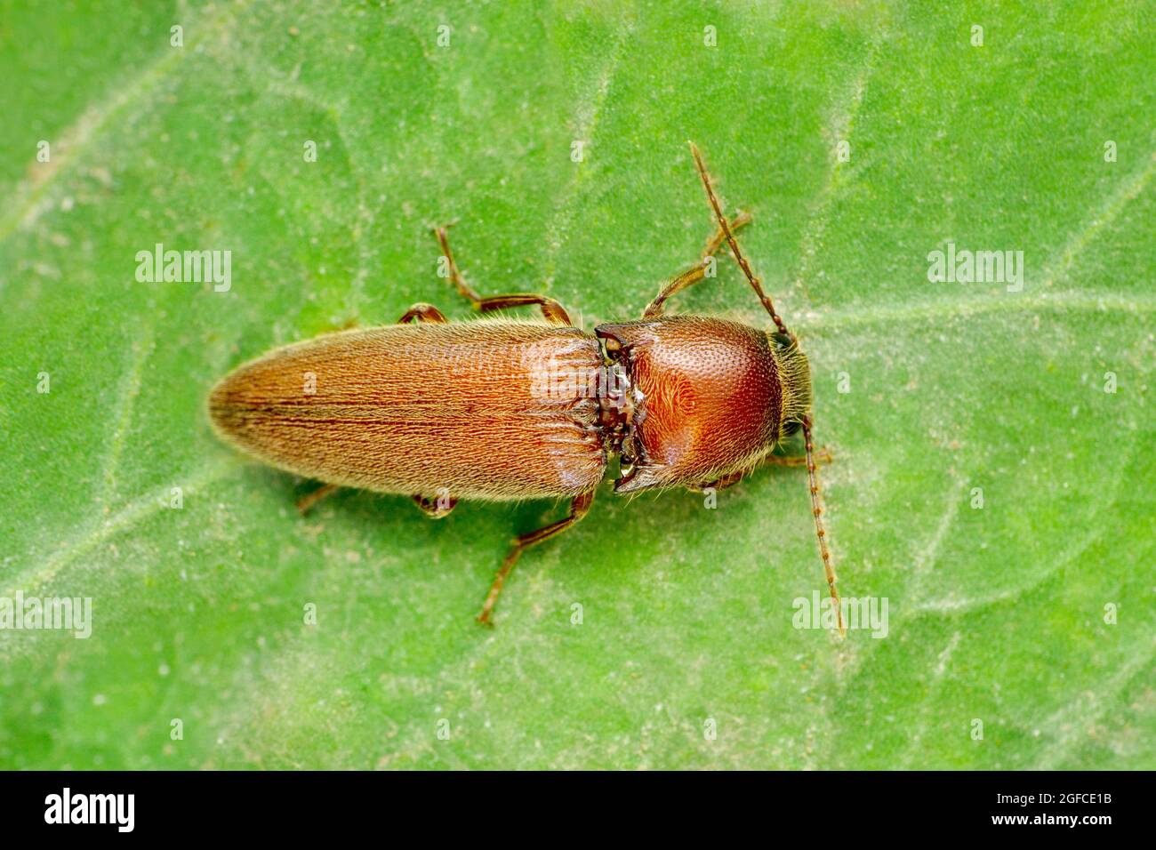 Click beetle, Agriotes species, Satara, Maharashtra, India Stock Photo