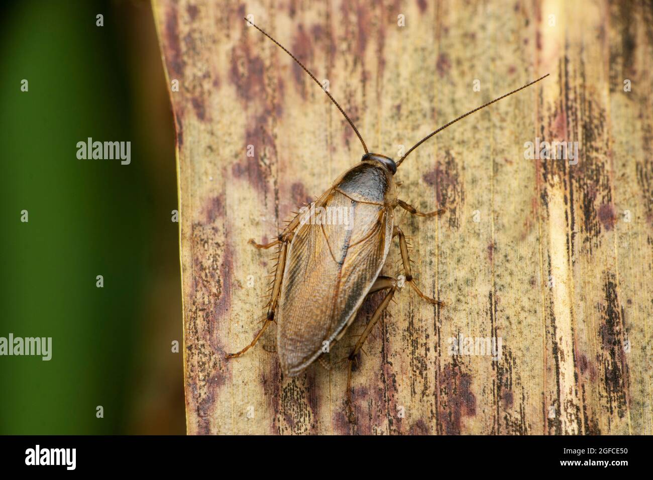 Cariblatta species hires stock photography and images Alamy