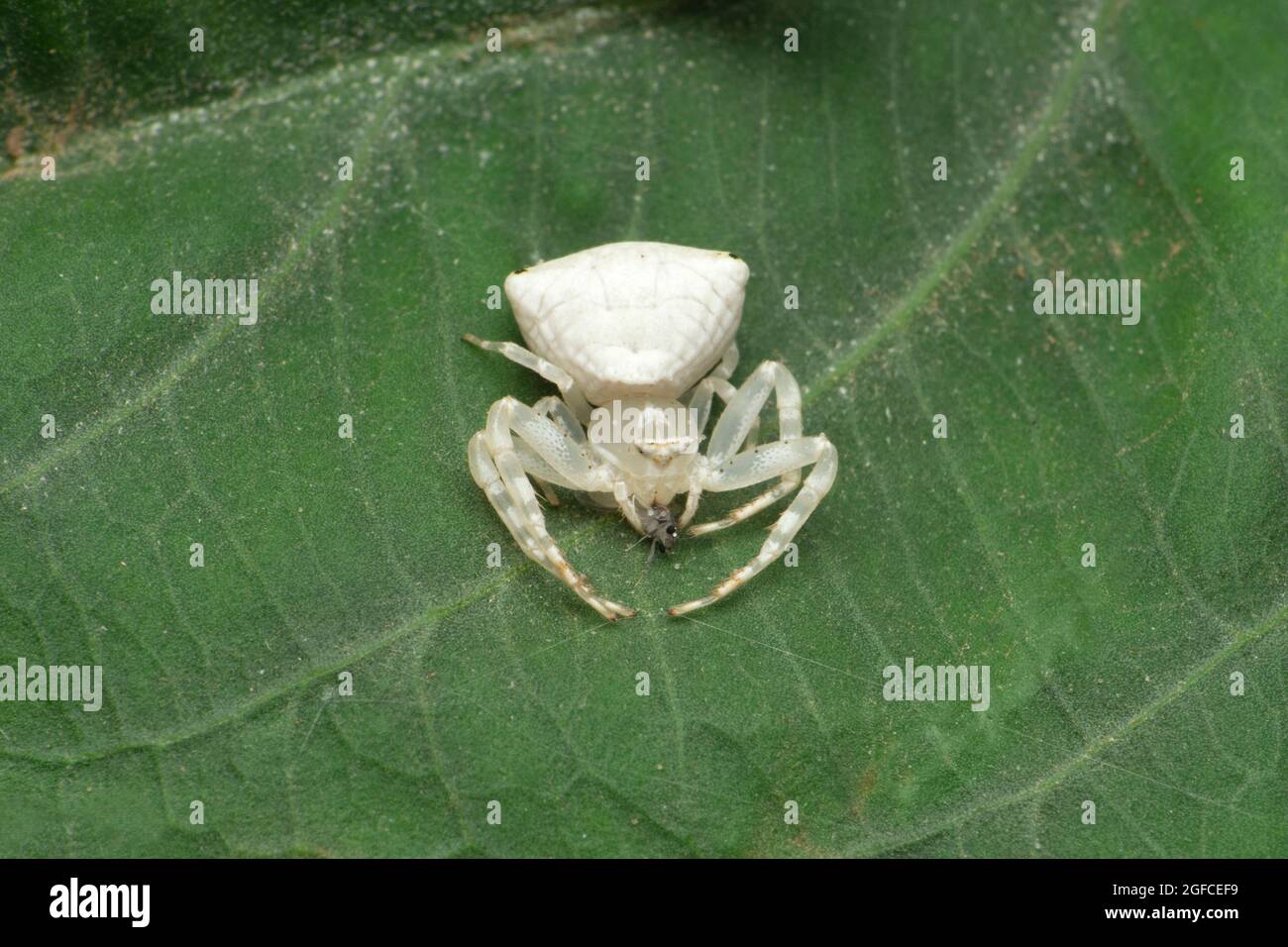 Thomisus spectabilis, also known as the white crab spider or Australian crab spider, Satara, Maharashtra, India Stock Photo