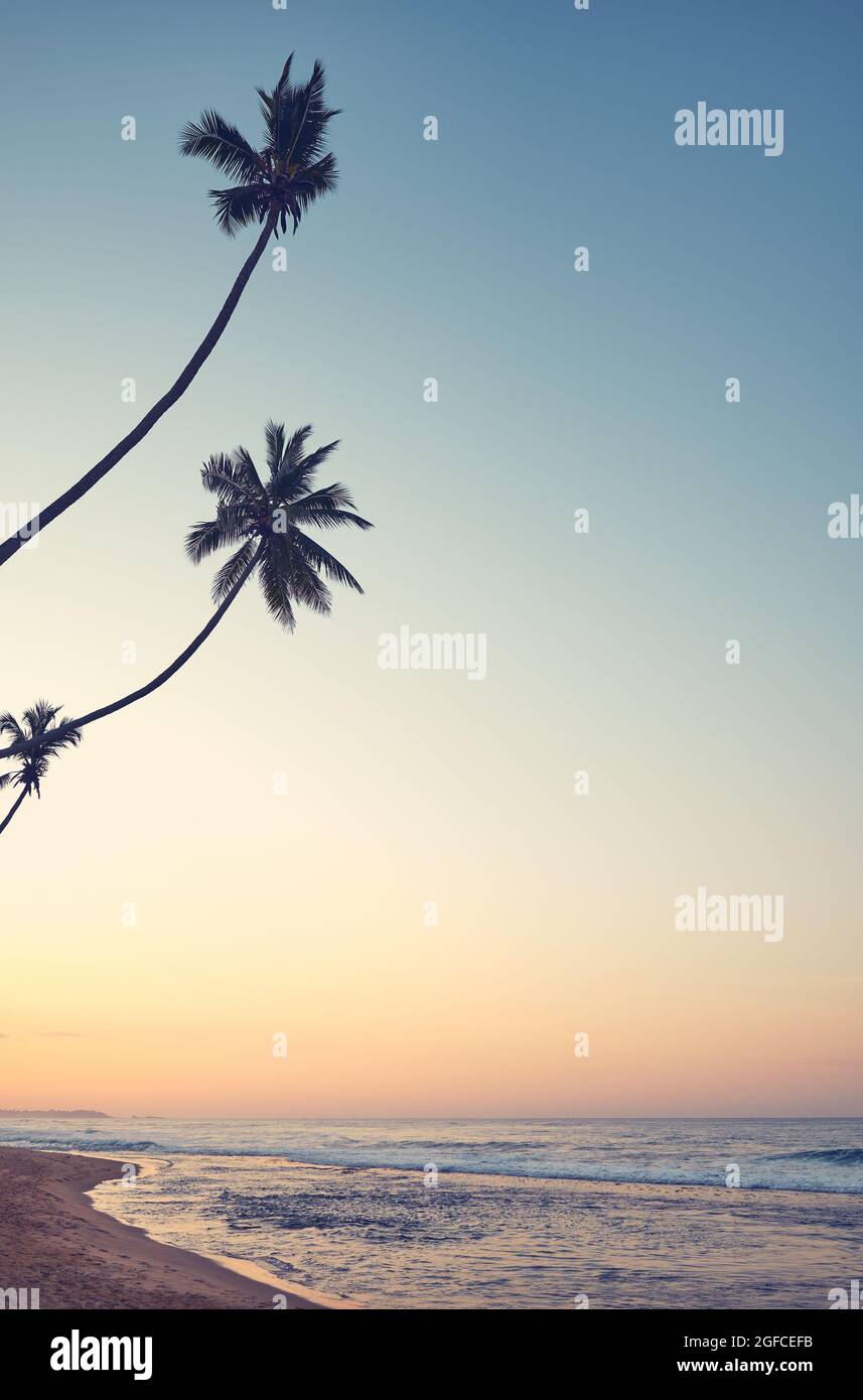 Tropical beach with coconut palm trees at sunrise, Sri Lanka Stock ...