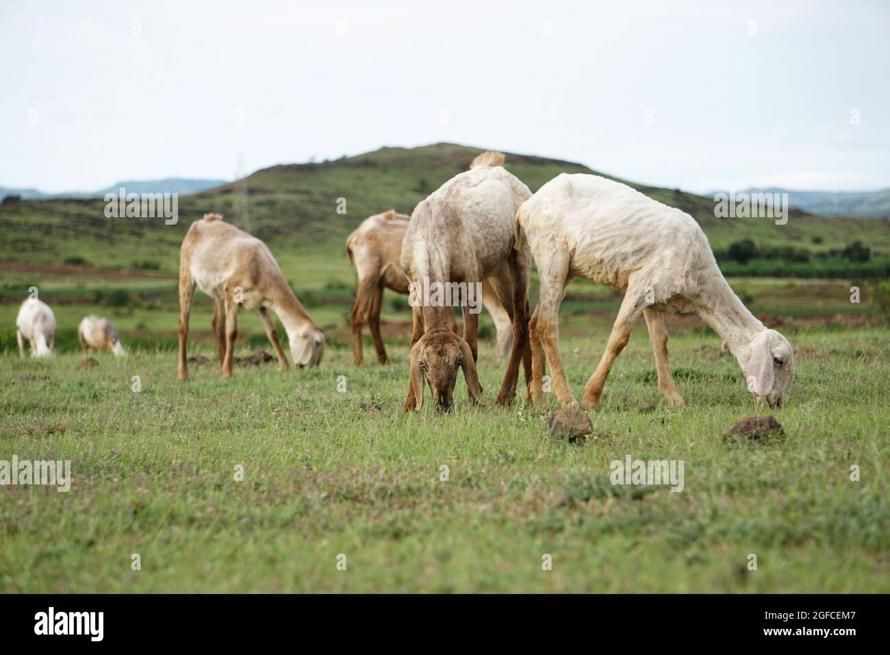 Sheep grazing in field, Ovis aries, Satara, Maharashtra, India Stock Photo