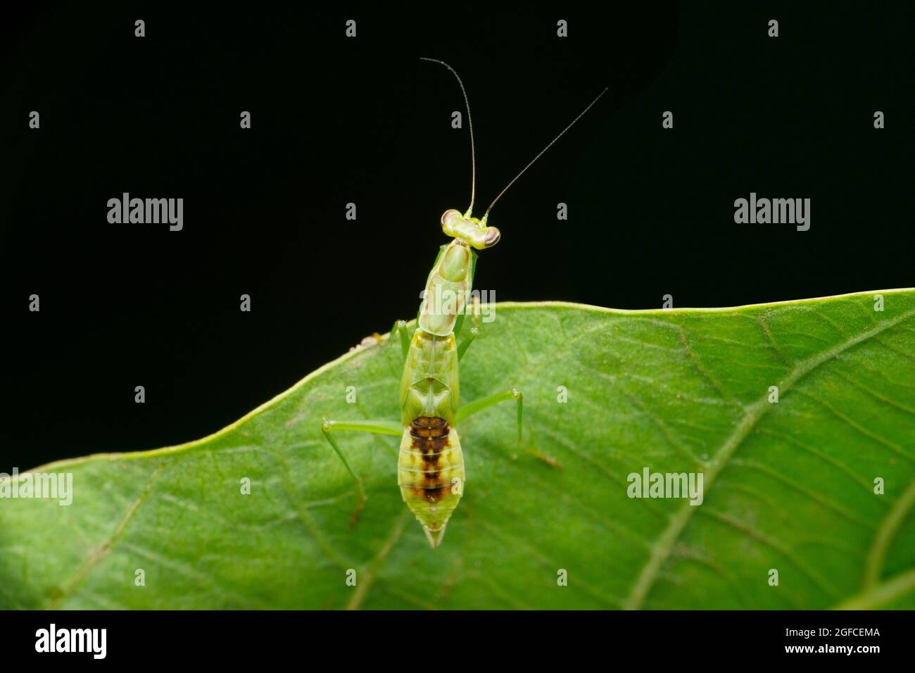 Dorsal view of Green flower mantis, Euantissa pulchra, Satara, Maharashtra, India Stock Photo