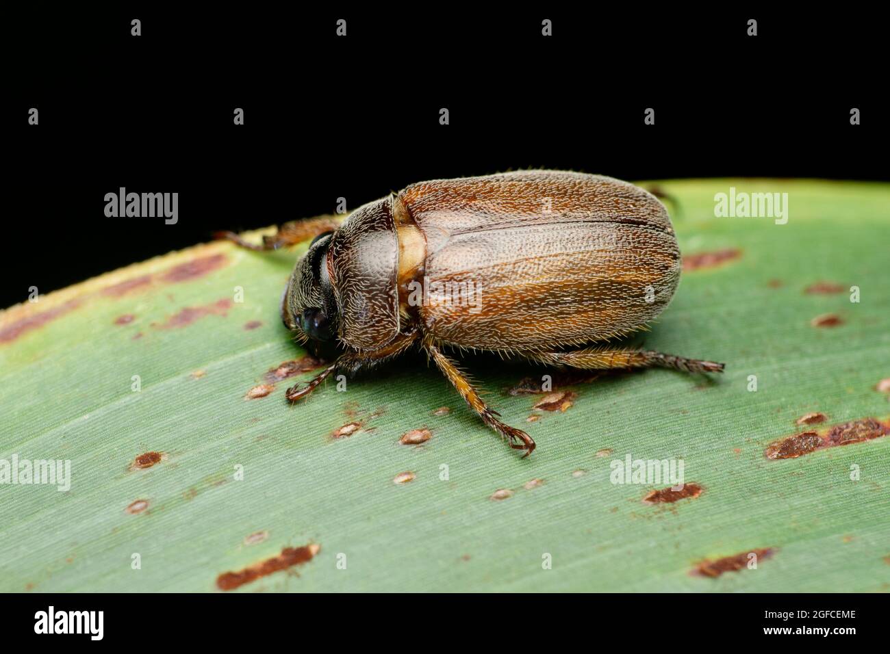 Dung beetles are beetles that feed on feces, Satara, Maharashtra, India Stock Photo