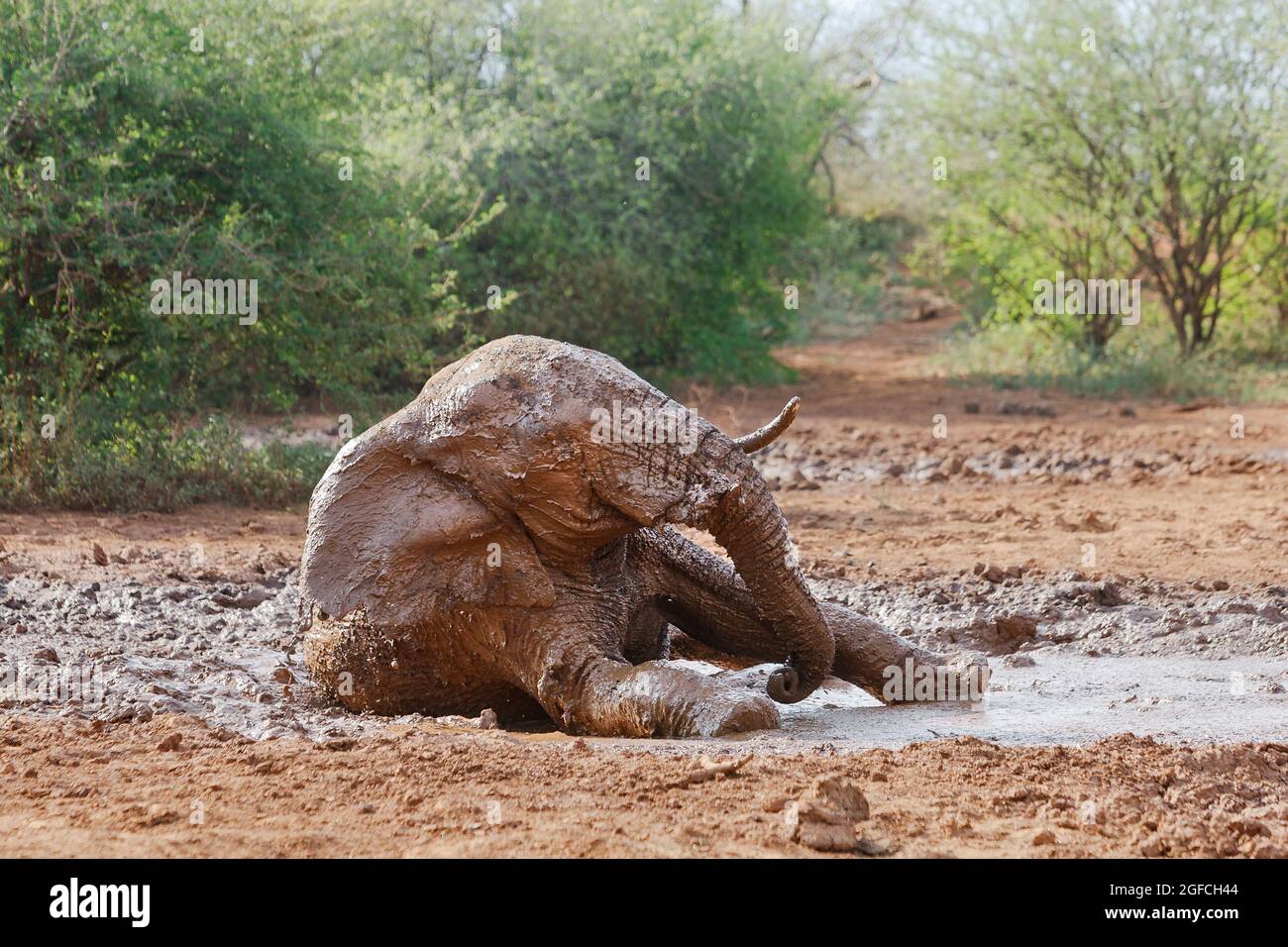 Elephant (Loxodonta africana) mud bath, animal is rolling in mud ...