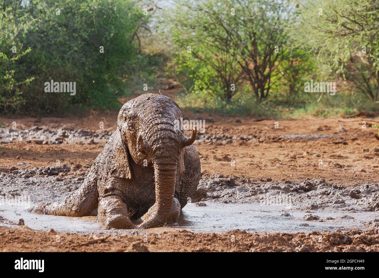 Elephant (Loxodonta africana), rolling in mud in a watering hole