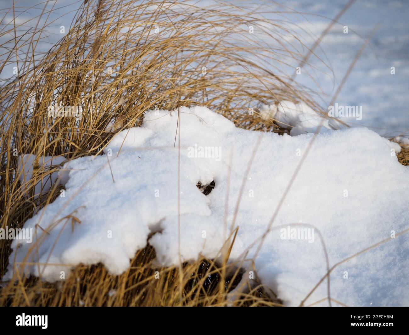 faded grass covered with frsh snow, winter season weather Stock Photo
