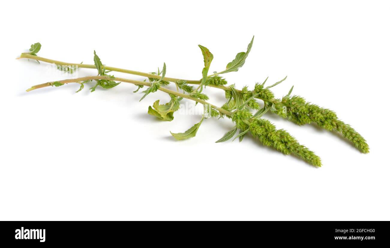 Amaranthus retroflexus or red-root amaranth, redroot pigweed, red-rooted pigweed, common amaranth, pigweed amaranth Stock Photo