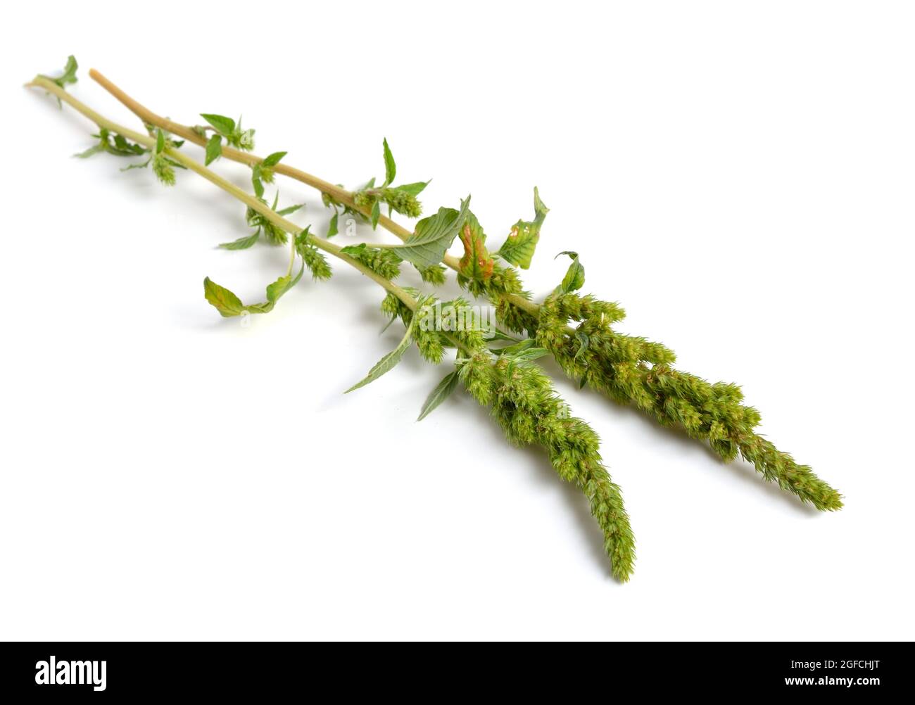 Amaranthus retroflexus or red-root amaranth, redroot pigweed, red-rooted pigweed, common amaranth, pigweed amaranth Stock Photo